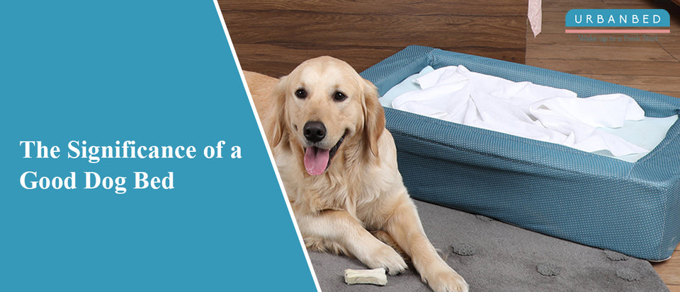 The Significance of a Good Dog Bed